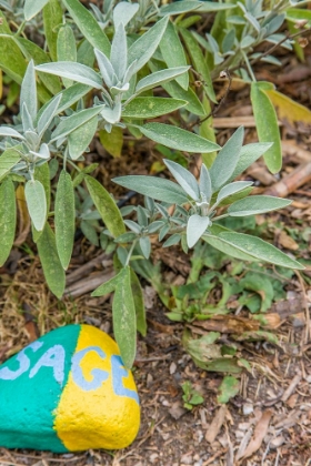 Picture of ISSAQUAH-WASHINGTON STATE-USA SAGE PLANT WITH A PAINTED ROCK SAYING SAGE IN AN HERB GARDEN