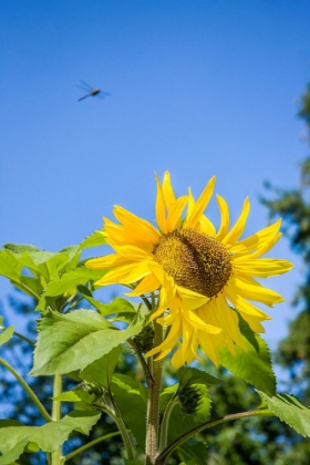 Picture of BELLEVUE-WASHINGTON STATE-USA DRAGONFLY IN FLIGHT OVER SUNFLOWER PLANT ON A SUNNY DAY