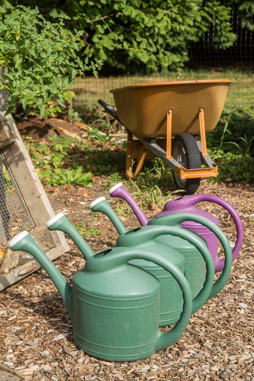 Picture of ISSAQUAH-WASHINGTON STATE-USA ROW OF PLASTIC WATERING CANS FOR HAND-WATERING A GARDEN