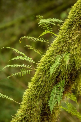 Picture of HOBART-WASHINGTON STATE-USA MOSS-COVERED TREE WITH LICORICE FERNS GROWING OUT OF IT