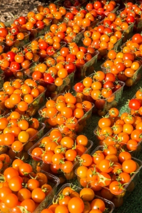 Picture of ISSAQUAH-WASHINGTON STATE-USA PINTS OF CHERRY TOMATOES FOR SALE AT A FARMERS MARKET