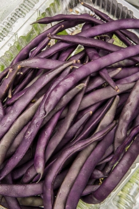 Picture of BELLEVUE-WASHINGTON STATE-USA FRESHLY HARVESTED VIOLET PODDED STRINGLESS POLE BEANS