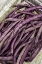 Picture of BELLEVUE-WASHINGTON STATE-USA FRESHLY HARVESTED VIOLET PODDED STRINGLESS POLE BEANS