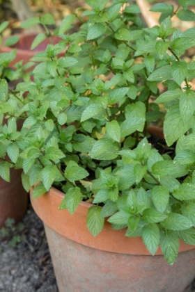 Picture of BELLEVUE-WASHINGTON STATE-USA CHOCOLATE MINT PLANTS GROWING IN A CONTAINER GARDEN