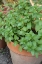 Picture of BELLEVUE-WASHINGTON STATE-USA CHOCOLATE MINT PLANTS GROWING IN A CONTAINER GARDEN