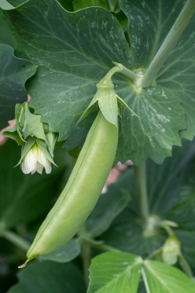 Picture of ISSAQUAH-WASHINGTON STATE-USA SUGAR SNAP PEA PLANT WITH BLOSSOM AND SMALL PEA POD