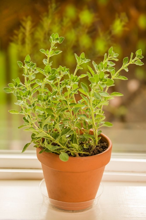 Picture of ISSAQUAH-WASHINGTON STATE-USA CLAY POT OF GREEK OREGANO SITTING ON A WINDOWSILL