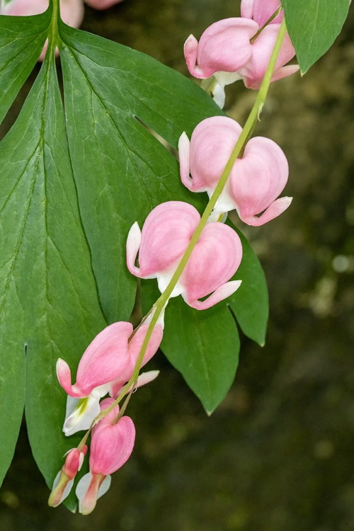 Picture of ISSAQUAH-WASHINGTON STATE-USA BLEEDING HEART (LAMPROCAPNOS SPECTABILIS) FLOWERS