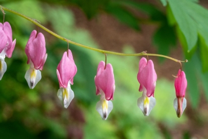 Picture of ISSAQUAH-WASHINGTON STATE-USA BLEEDING HEART (LAMPROCAPNOS SPECTABILIS) FLOWERS