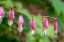 Picture of ISSAQUAH-WASHINGTON STATE-USA BLEEDING HEART (LAMPROCAPNOS SPECTABILIS) FLOWERS