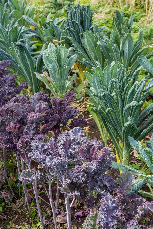 Picture of MAPLE VALLEY-WASHINGTON STATE-USA REDBOR AND DINOSAUR KALE GROWING IN A GARDEN