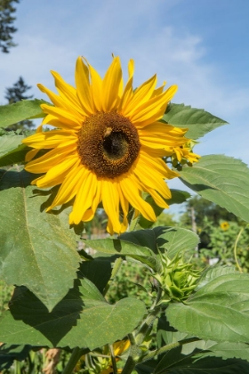 Picture of ISSAQUAH-WASHINGTON STATE-USA HONEYBEE POLLINATING A SUNFLOWER ON A SUNNY DAY