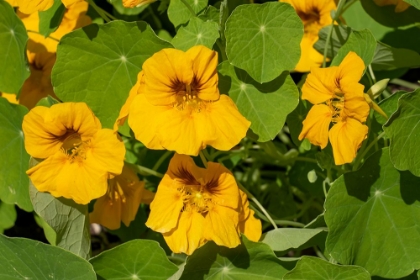 Picture of ISSAQUAH-WASHINGTON STATE-USA NASTURTIUMS GROWING IN AND AROUND A PLANT CAGE