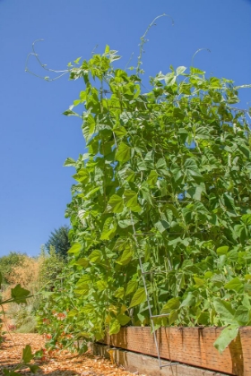 Picture of BELLEVUE-WASHINGTON STATE-USA SUPER MARCONI POLE BEANS GROWING ON A TRELLIS