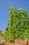 Picture of BELLEVUE-WASHINGTON STATE-USA SUPER MARCONI POLE BEANS GROWING ON A TRELLIS