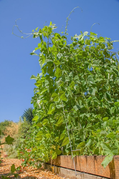 Picture of BELLEVUE-WASHINGTON STATE-USA SUPER MARCONI POLE BEANS GROWING ON A TRELLIS
