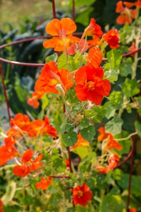 Picture of ISSAQUAH-WASHINGTON STATE-USA NASTURTIUMS GROWING IN AND AROUND A PLANT CAGE