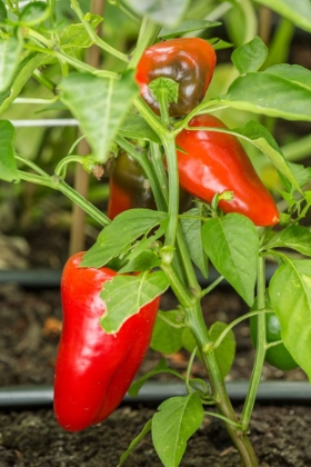 Picture of ISSAQUAH-WASHINGTON STATE-USA BELLAFINA RED SWEET BELL PEPPER PLANT GROWING