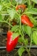 Picture of ISSAQUAH-WASHINGTON STATE-USA BELLAFINA RED SWEET BELL PEPPER PLANT GROWING