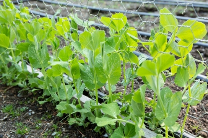 Picture of ISSAQUAH-WASHINGTON STATE-USA SNAP PEAS GROWING UP A CHICKEN WIRE TRELLIS