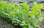 Picture of ISSAQUAH-WASHINGTON STATE-USA SNAP PEAS GROWING UP A CHICKEN WIRE TRELLIS