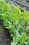 Picture of ISSAQUAH-WASHINGTON STATE-USA SNAP PEAS GROWING UP A CHICKEN WIRE TRELLIS