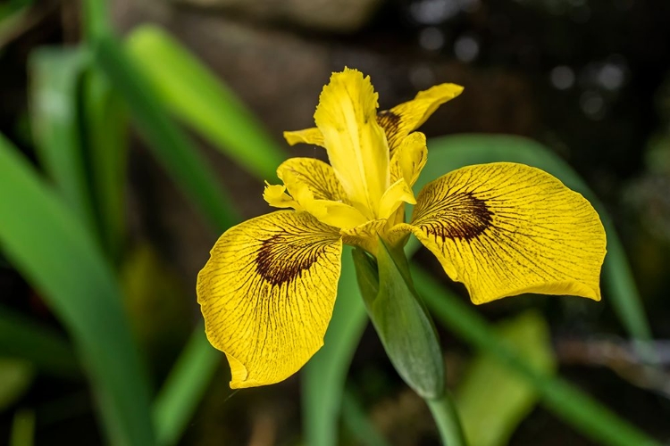 Picture of ISSAQUAH-WASHINGTON STATE-USA ROY DAVIDSON IRIS PLANT GROWING IN A POND