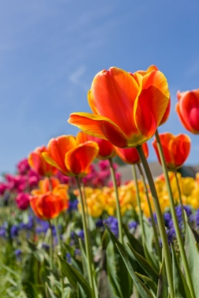 Picture of MOUNT VERNON-WASHINGTON STATE-USA TULIP GARDEN AS SEEN FROM UNDERNEATH