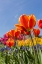 Picture of MOUNT VERNON-WASHINGTON STATE-USA TULIP GARDEN AS SEEN FROM UNDERNEATH