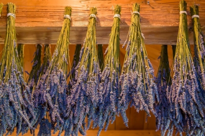 Picture of SAN JUAN ISLAND-WASHINGTON STATE-USA BUNCHES OF LAVENDER HUNG TO DRY