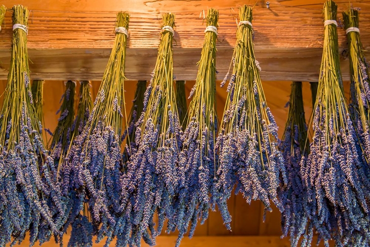 Picture of SAN JUAN ISLAND-WASHINGTON STATE-USA BUNCHES OF LAVENDER HUNG TO DRY