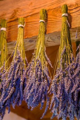 Picture of SAN JUAN ISLAND-WASHINGTON STATE-USA BUNCHES OF LAVENDER HUNG TO DRY