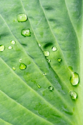 Picture of ISSAQUAH-WASHINGTON STATE-USA RAINDROPS ON HOSTA KROSSA REGAL PLANT