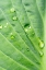 Picture of ISSAQUAH-WASHINGTON STATE-USA RAINDROPS ON HOSTA KROSSA REGAL PLANT