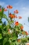 Picture of ISSAQUAH-WASHINGTON STATE-USA SCARLET RUNNER POLE BEANS WITH BLOSSOMS