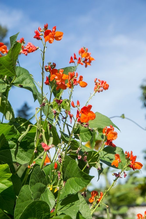 Picture of ISSAQUAH-WASHINGTON STATE-USA SCARLET RUNNER POLE BEANS WITH BLOSSOMS