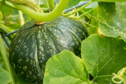 Picture of BELLEVUE-WASHINGTON STATE-USA DISCUS BUSH BUTTERCUP SQUASH GROWING