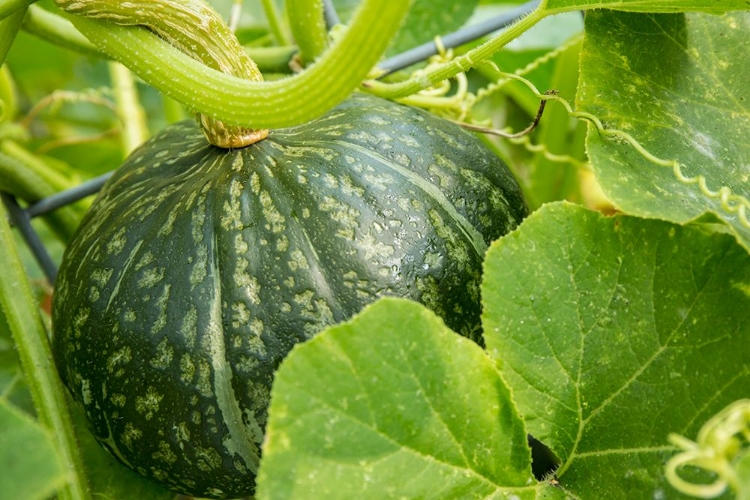 Picture of BELLEVUE-WASHINGTON STATE-USA DISCUS BUSH BUTTERCUP SQUASH GROWING