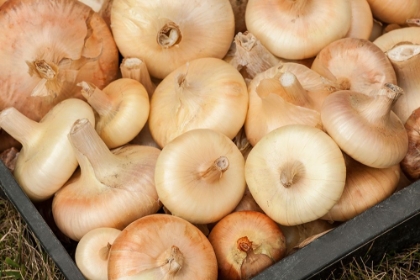 Picture of CARNATION-WASHINGTON STATE-USA FRESHLY HARVESTED CIPOLLINI ONIONS