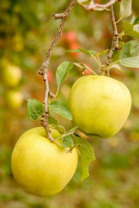 Picture of WENATCHEE-WASHINGTON STATE-USA GOLDEN DELICIOUS APPLES ON THE TREE