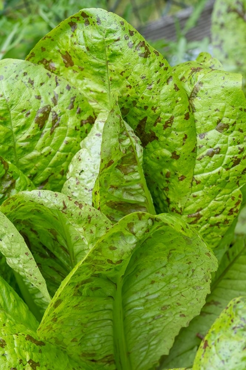 Picture of ISSAQUAH-WASHINGTON STATE-USA FLASHY TROUTS BACK LETTUCE PLANTS