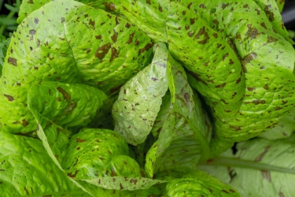 Picture of ISSAQUAH-WASHINGTON STATE-USA FLASHY TROUTS BACK LETTUCE PLANTS