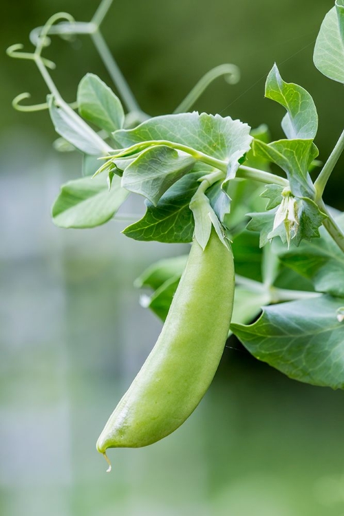Picture of ISSAQUAH-WASHINGTON STATE-USA SNOW PEA PLANT GROWING IN A GARDEN