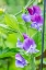 Picture of ISSAQUAH-WASHINGTON STATE-USA CLOSE-UP OF SWEET PEAS IN BLOSSOM