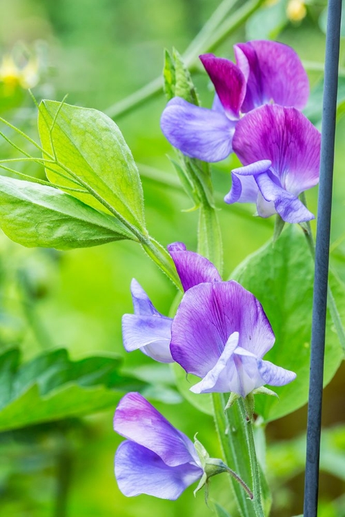 Picture of ISSAQUAH-WASHINGTON STATE-USA CLOSE-UP OF SWEET PEAS IN BLOSSOM