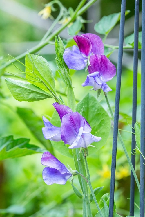 Picture of ISSAQUAH-WASHINGTON STATE-USA CLOSE-UP OF SWEET PEAS IN BLOSSOM