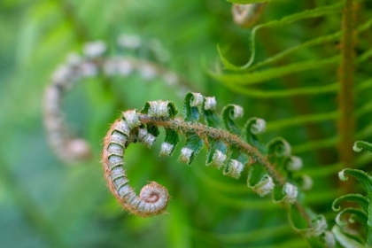 Picture of ISSAQUAH-WASHINGTON STATE-USA LADY FERN PLANT IN EARLY SPRING