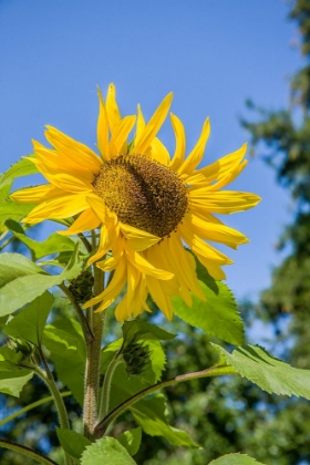 Picture of BELLEVUE-WASHINGTON STATE-USA SUNFLOWER PLANT ON A SUNNY DAY