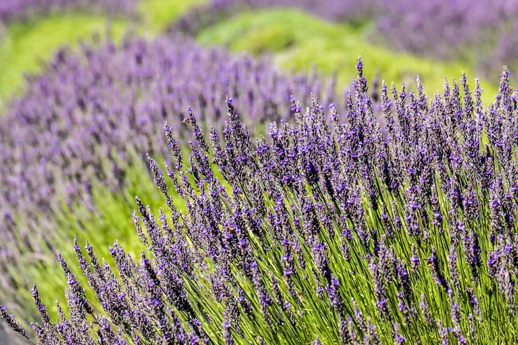 Picture of SAN JUAN ISLAND-WASHINGTON STATE-USA PELINDABA LAVENDER FARM