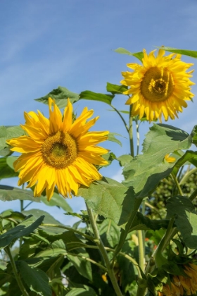 Picture of ISSAQUAH-WASHINGTON STATE-USA SUNFLOWER PLANTS ON A SUNNY DAY